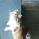 Подробнее об объявлении «Москва Найдена кошка» Фото: найдена кошка  «Москва Найдена кошка» в г. Москва