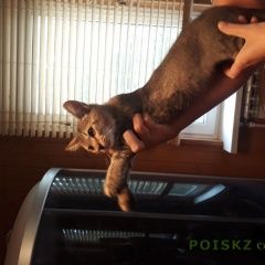 Подробнее об объявлении «Москва Найден котёнок пятницкое шоссе» Фото: найдена кошка  «Москва Найден котёнок пятницкое шоссе» в г. Москва