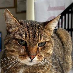 Подробнее об объявлении «Найден кот, центр города Казань» Фото: найдена кошка  «Найден кот, центр города Казань» в г. Казань