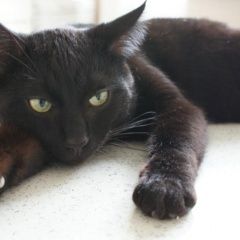 Подробнее об объявлении «Москва Найден кот чёрный кот в митино ул барышиха» Фото: найдена кошка  «Москва Найден кот чёрный кот в митино ул барышиха» в г. Москва