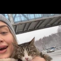 Подробнее об объявлении «Найдена кошка котенок Москва» Фото: найдена кошка  «Найдена кошка котенок Москва» в г. Москва