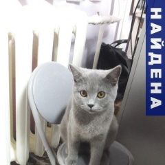 Подробнее об объявлении «Найдена кошка Ростов-на-Дону» Фото: найдена кошка  «Найдена кошка Ростов-на-Дону» в г. Ростов-на-Дону