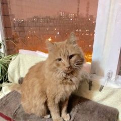 Подробнее об объявлении «Мытищи Найден кот» Фото: найдена кошка  «Мытищи Найден кот» в г. Мытищи
