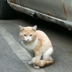 Подробнее об объявлении «Химки Найдена кошка кот рыжий с белым» Фото: найдена кошка  «Химки Найдена кошка кот рыжий с белым» в г. Химки
