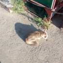 Подробнее об объявлении «Новосибирск Найдена кошка в районе ост. троллейный жилмассив» Фото: найдена кошка  «Новосибирск Найдена кошка в районе ост....» в г. Новосибирск