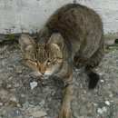 Подробнее об объявлении «Киселевск Найдена кошка» Фото: найдена кошка  «Киселевск Найдена кошка» в г. Киселевск