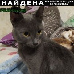 Подробнее об объявлении «Москва Найдена кошка бирюлево восточное» Фото: найдена кошка  «Москва Найдена кошка бирюлево восточное» в г. Москва