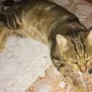 Подробнее об объявлении «Найден кот молодой кот Троицк» Фото: найдена кошка  «Найден кот молодой кот Троицк» в г. Троицк