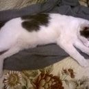 Подробнее об объявлении «Казань Найден кот» Фото: найдена кошка  «Казань Найден кот» в г. Казань