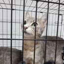 Подробнее об объявлении «Москва Найдена кошка истинныеледи» Фото: найдена кошка  «Москва Найдена кошка истинныеледи» в г. Москва