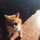 Подробнее об объявлении «Найден кот Великий Новгород (Новгород)» Фото: найдена кошка  «Найден кот Великий Новгород (Новгород)» в г. Великий Новгород (Новгород)