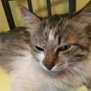 Подробнее об объявлении «Жуковский Найдена кошка около магазина четыре лапы, горького» Фото: найдена кошка  «Жуковский Найдена кошка около магазина четыре...» в г. Жуковский