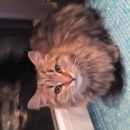 Подробнее об объявлении «Найдена кошка Орехово-Зуево» Фото: найдена кошка  «Найдена кошка Орехово-Зуево» в г. Орехово-Зуево