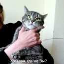 Подробнее об объявлении «Москва Найдена кошка» Фото: найдена кошка  «Москва Найдена кошка» в г. Москва