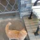 Подробнее об объявлении «Москва Найден кот порода британец» Фото: найдена кошка Британская короткошерстная «Москва Найден кот порода британец» в г. Москва