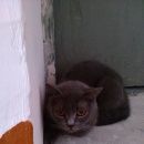 Подробнее об объявлении «Найдена кошка котик ищит дом Оренбург» Фото: найдена кошка  «Найдена кошка котик ищит дом Оренбург» в г. Оренбург