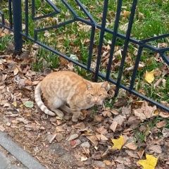 Подробнее об объявлении «Найден котику нужен дом Орехово-Зуево» Фото: найдена кошка  «Найден котику нужен дом Орехово-Зуево» в г. Орехово-Зуево