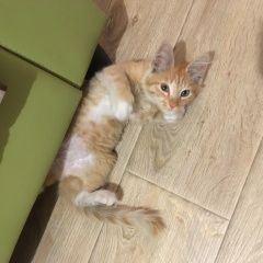 Подробнее об объявлении «Найдена кошка Королев» Фото: найдена кошка  «Найдена кошка Королев» в г. Королев