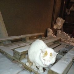 ����: ������� �����  ������� ������� ����� ����� ���� � �������.� � �. ������