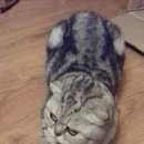 Подробнее об объявлении «Найдена кошка Орехово-Зуево» Фото: найдена кошка >  Скоттиш фолд (шотландская вислоухая) и  скоттиш страйт «Найдена кошка Орехово-Зуево» в г. Орехово-Зуево