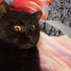 Подробнее об объявлении «Найдена кошка Томск» Фото: найдена кошка  «Найдена кошка Томск» в г. Томск