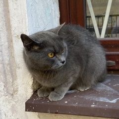 Подробнее об объявлении «Найдена кошка серая, британская.метро василеостровская Санкт-Петербург» Фото: найдена кошка Британская короткошерстная кошка «Найдена кошка серая, британская.метро...» в г. Санкт-Петербург