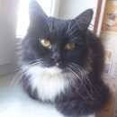 Подробнее об объявлении «Москва Найден кот черный кот» Фото: найдена кошка  «Москва Найден кот черный кот» в г. Москва