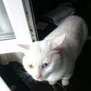 Подробнее об объявлении «Москва Найдена кошка» Фото: найдена кошка  «Москва Найдена кошка» в г. Москва