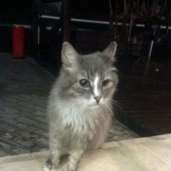 Подробнее об объявлении «Москва Найдена кошка» Фото: найдена кошка  «Москва Найдена кошка» в г. Москва