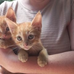 Подробнее об объявлении «Краснодар Найдена кошка два солнышка ищут семью» Фото: найдена кошка  «Краснодар Найдена кошка два солнышка ищут семью» в г. Краснодар