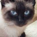 Подробнее об объявлении «Ульяновск Найден кот тайский кот» Фото: найдена кошка  «Ульяновск Найден кот тайский кот» в г. Ульяновск