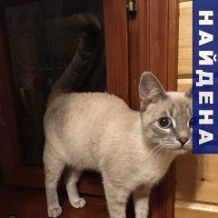 Подробнее об объявлении «Найдена кошка Балашиха» Фото: найдена кошка Тайская «Найдена кошка Балашиха» в г. Балашиха