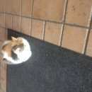 Подробнее об объявлении «Найдена кошка Щербинка» Фото: найдена кошка  «Найдена кошка Щербинка» в г. Щербинка