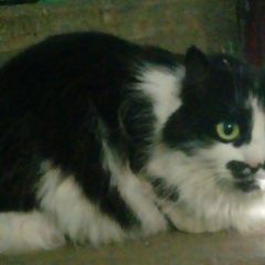 Подробнее об объявлении «Москва Найдена кошка прибилась в подъезд ак. павлова» Фото: найдена кошка  «Москва Найдена кошка прибилась в подъезд ак....» в г. Москва