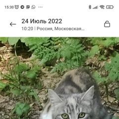 Подробнее об объявлении «Найдена кошка Красногорск» Фото: найдена кошка  «Найдена кошка Красногорск» в г. Красногорск