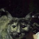 Подробнее об объявлении «Найдена кошка Саратов» Фото: найдена кошка  «Найдена кошка Саратов» в г. Саратов