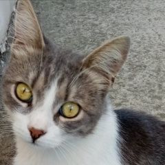 Подробнее об объявлении «Найден кот Анапа» Фото: найдена кошка  «Найден кот Анапа» в г. Анапа