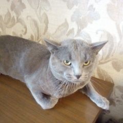 Подробнее об объявлении «Найден кот серый кот Москва» Фото: найдена кошка  «Найден кот серый кот Москва» в г. Москва