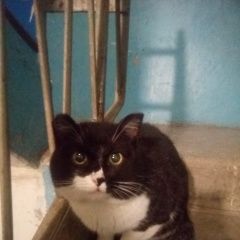 Подробнее об объявлении «Найдена кошка Екатеринбург» Фото: найдена кошка  «Найдена кошка Екатеринбург» в г. Екатеринбург