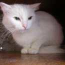 Подробнее об объявлении «Москва Найдена кошка белая в бибирево» Фото: найдена кошка  «Москва Найдена кошка белая в бибирево» в г. Москва
