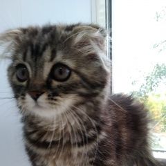 Подробнее об объявлении «Найдена кошка котёнок Оренбург» Фото: найдена кошка Британская длинношерстная «Найдена кошка котёнок Оренбург» в г. Оренбург
