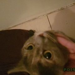 Подробнее об объявлении «Найдена кошка Иркутск» Фото: найдена кошка Британская короткошерстная «Найдена кошка Иркутск» в г. Иркутск