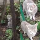 Подробнее об объявлении «Москва Найдена кошка» Фото: найдена кошка  «Москва Найдена кошка» в г. Москва