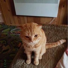 Подробнее об объявлении «Найден кот Орехово-Зуево» Фото: найдена кошка Шотландская вислоухая «Найден кот Орехово-Зуево» в г. Орехово-Зуево