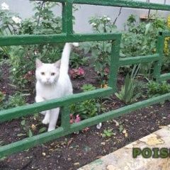 Подробнее об объявлении «Москва Найдена кошка р-н карачарово» Фото: найдена кошка  «Москва Найдена кошка р-н карачарово» в г. Москва