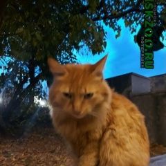 Подробнее об объявлении «Найден кот рыжий кот Москва» Фото: найдена кошка  «Найден кот рыжий кот Москва» в г. Москва