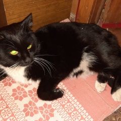 Подробнее об объявлении «Найден кот Орехово-Зуево» Фото: найдена кошка  «Найден кот Орехово-Зуево» в г. Орехово-Зуево