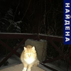 Подробнее об объявлении «Одинцово Найдена кошка» Фото: найдена кошка  «Одинцово Найдена кошка» в г. Одинцово
