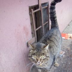 Подробнее об объявлении «Найден кот Нижний Новгород» Фото: найдена кошка  «Найден кот Нижний Новгород» в г. Нижний Новгород