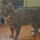 Подробнее об объявлении «Москва Найден кот домашний кот» Фото: найдена кошка  «Москва Найден кот домашний кот» в г. Москва